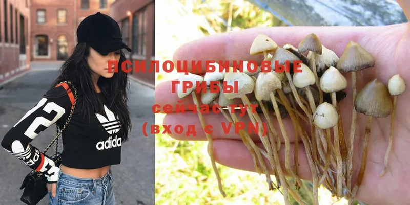 купить  цена  Борисоглебск  Псилоцибиновые грибы MAGIC MUSHROOMS 